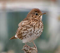 Song Thrush