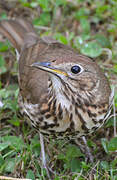 Song Thrush