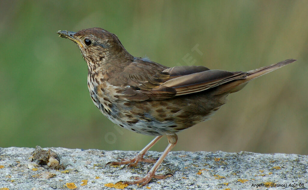 Song Thrush