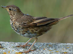 Song Thrush