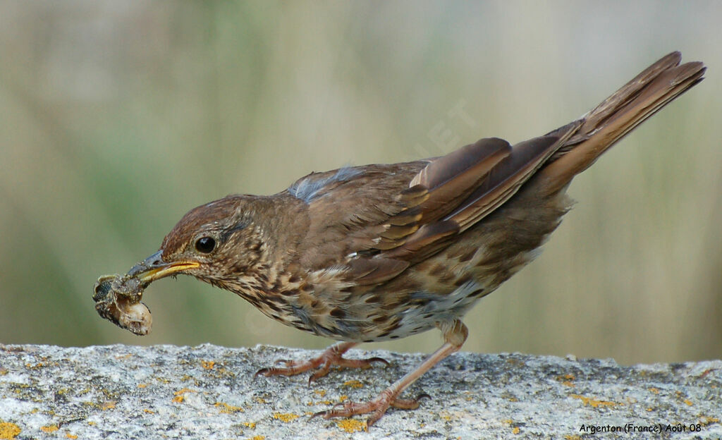 Song Thrush