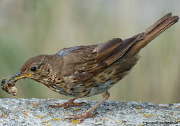 Song Thrush