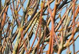 Song Thrush