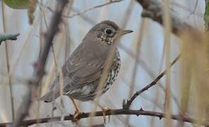 Song Thrush