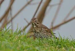 Song Thrush