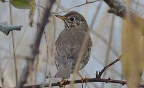 Song Thrush