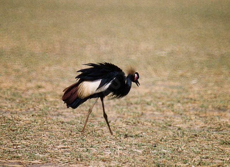 Black Crowned Craneadult