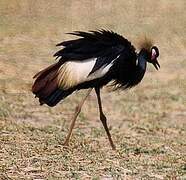 Black Crowned Crane