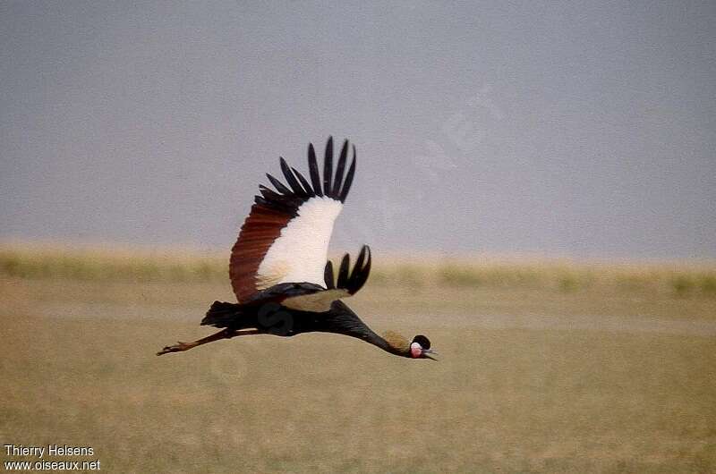 Black Crowned Craneadult breeding, Flight