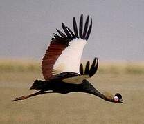 Black Crowned Crane