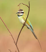 White-throated Bee-eater