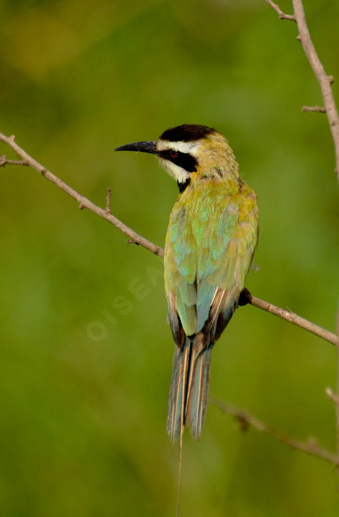 White-throated Bee-eater