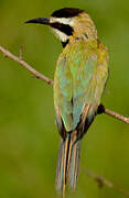 White-throated Bee-eater