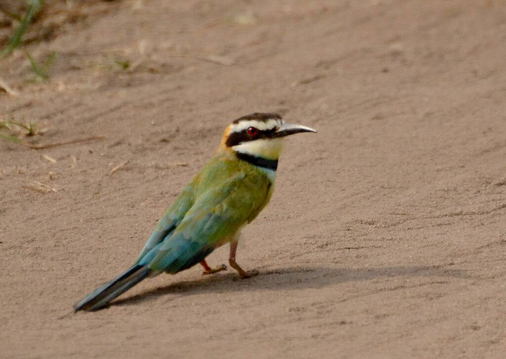 White-throated Bee-eater