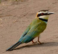 White-throated Bee-eater