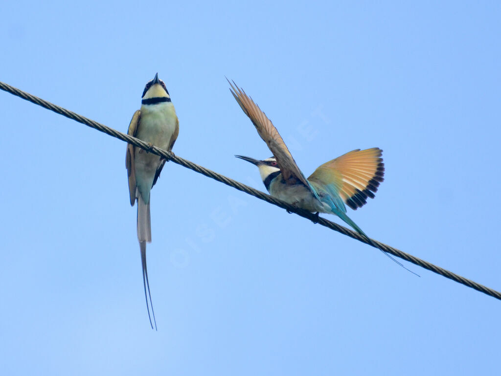 White-throated Bee-eateradult, Behaviour