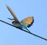 White-throated Bee-eater