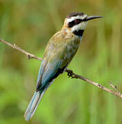 White-throated Bee-eater