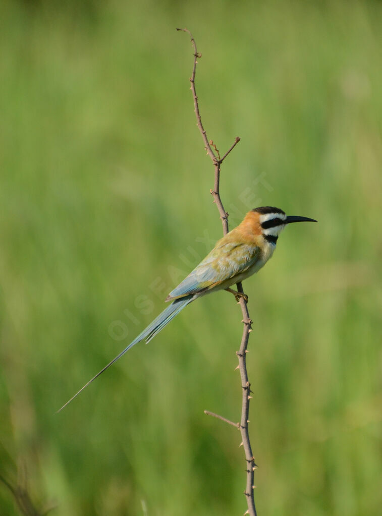 White-throated Bee-eateradult