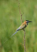 White-throated Bee-eater