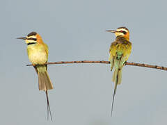 White-throated Bee-eater