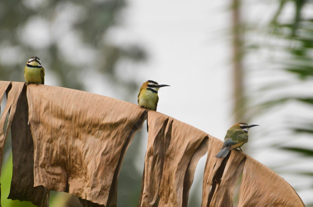 White-throated Bee-eater, Behaviour