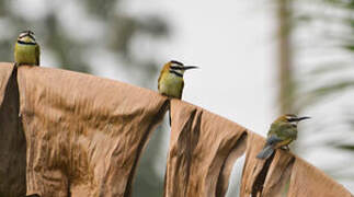 White-throated Bee-eater