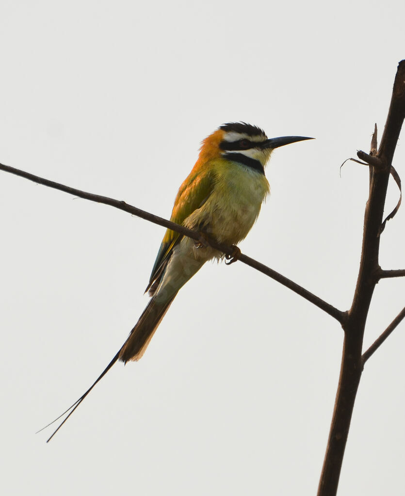 White-throated Bee-eateradult, identification