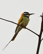 White-throated Bee-eater