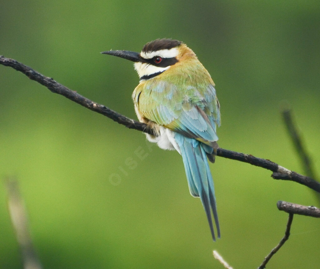 White-throated Bee-eateradult, identification