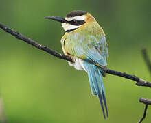 White-throated Bee-eater