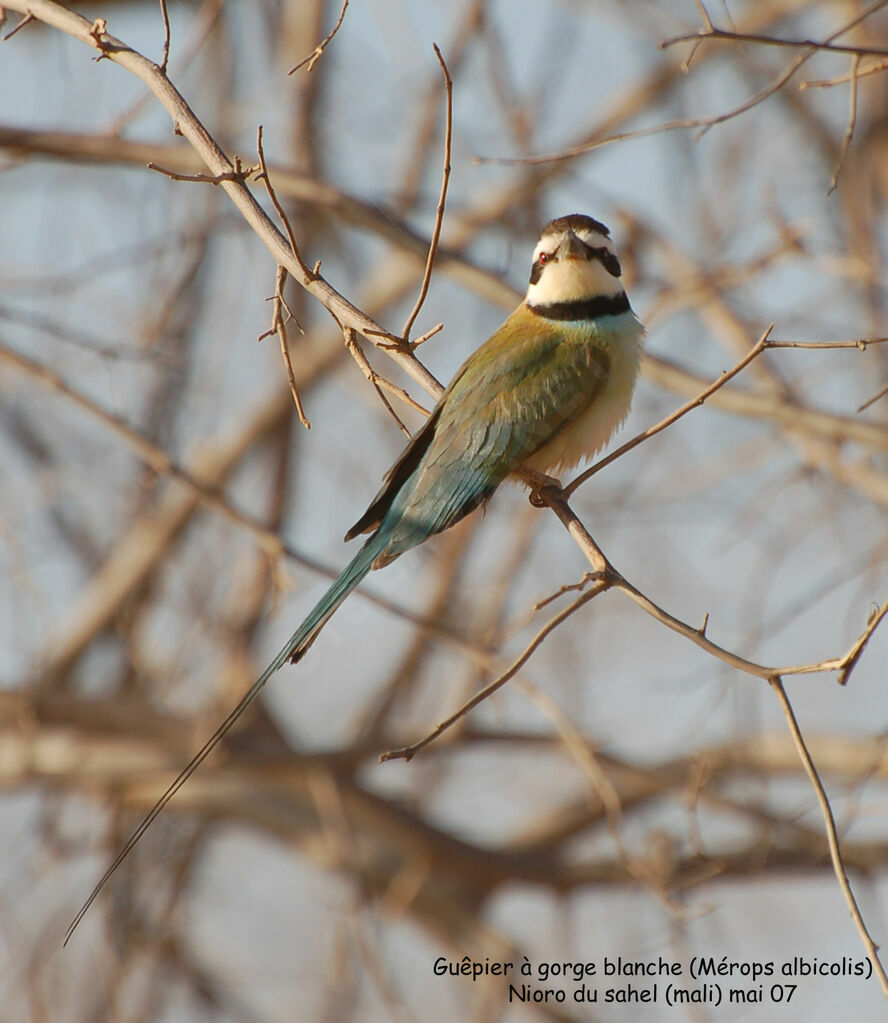 White-throated Bee-eater