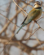 White-throated Bee-eater