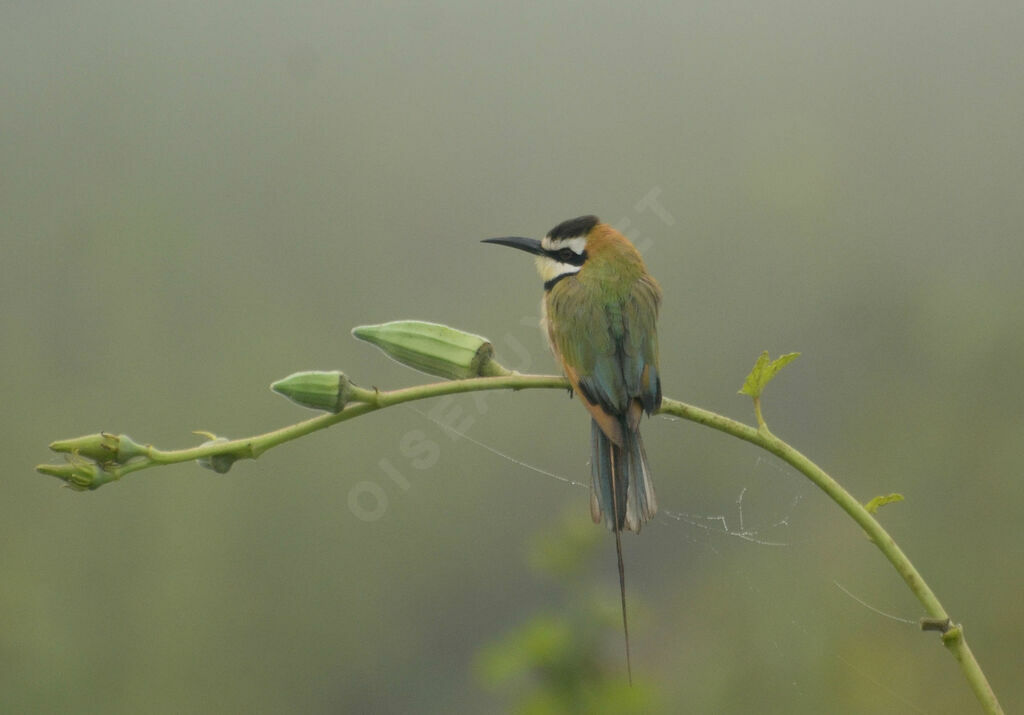 White-throated Bee-eater