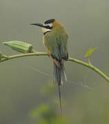 White-throated Bee-eater