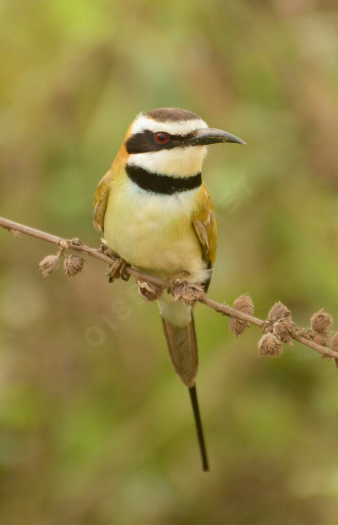 White-throated Bee-eater