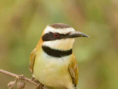 White-throated Bee-eater