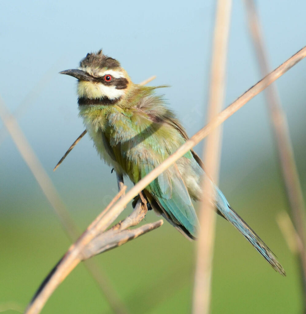 White-throated Bee-eateradult, aspect