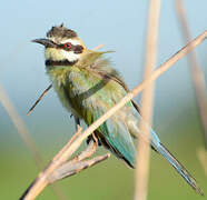 White-throated Bee-eater