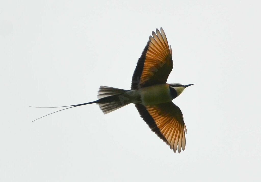 White-throated Bee-eateradult, Flight