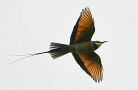 White-throated Bee-eater