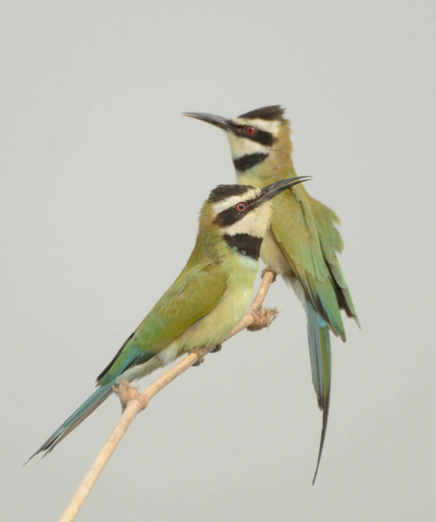 White-throated Bee-eater