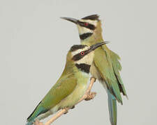 White-throated Bee-eater