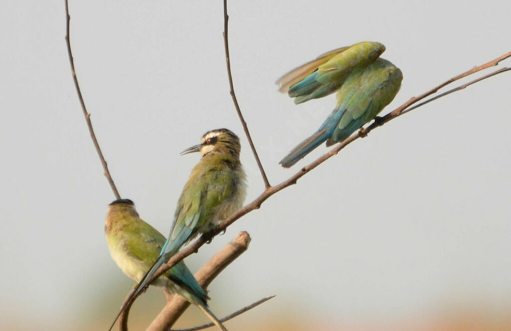 White-throated Bee-eater