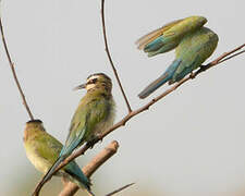 White-throated Bee-eater