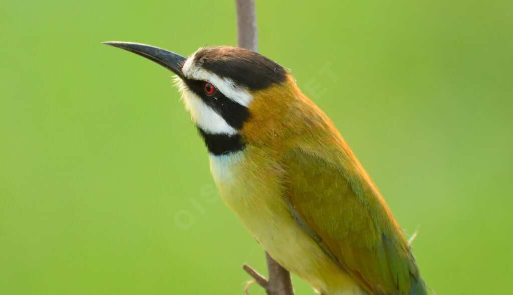 White-throated Bee-eateradult, close-up portrait