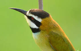 White-throated Bee-eater