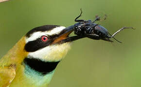 White-throated Bee-eater