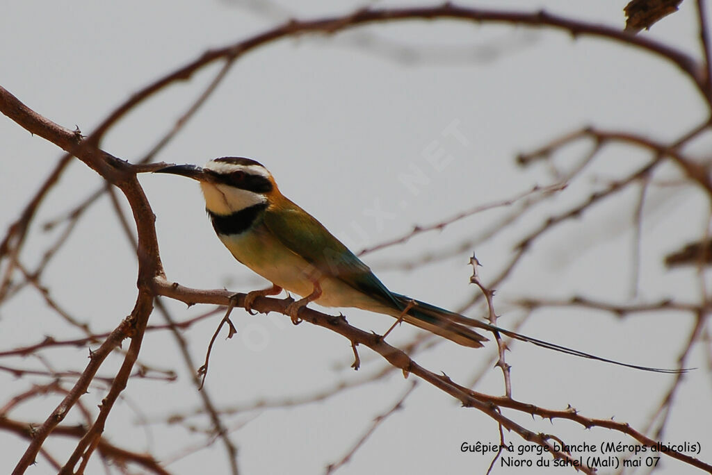 White-throated Bee-eater