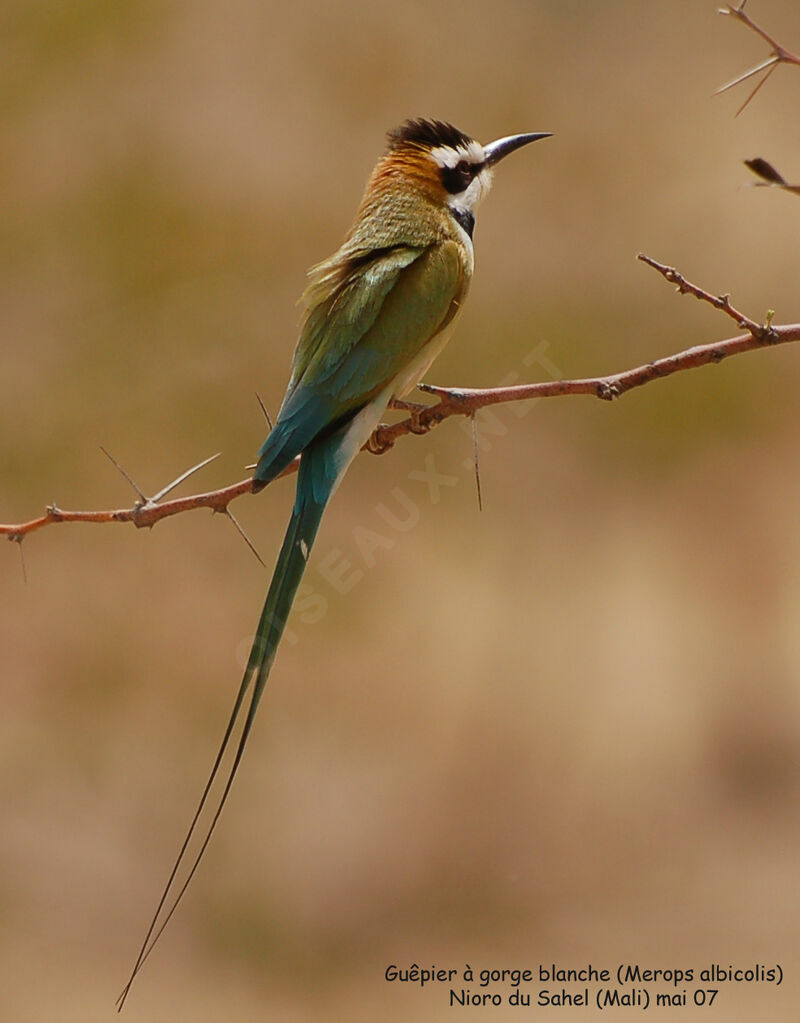 White-throated Bee-eater